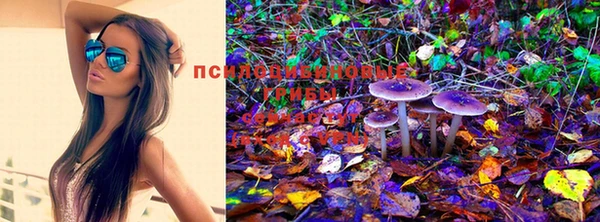 крисы Вязники